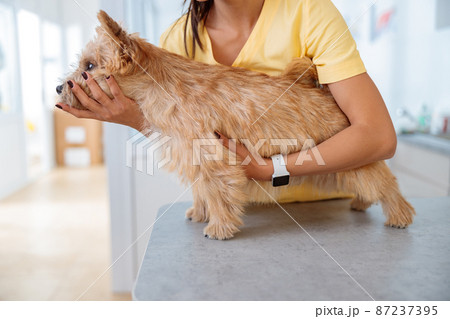 Cute dog during examination by veterinarian in clinic Cute dog during examination by veterinarian in clinic 87237395