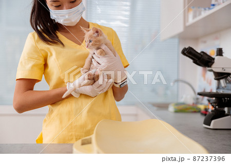 Young female veterinarian taking care of kitten in clinic Young female veterinarian taking care of kitten in clinic 87237396
