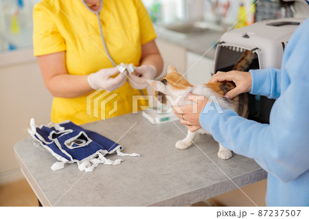 Cat visiting vet for regular checking in clinic Cat visiting vet for regular checking in clinic 87237507