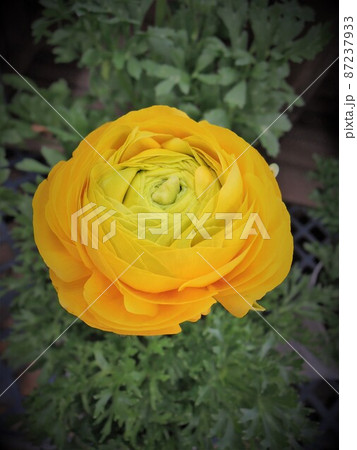 ラナンキュラス　ハナキンポウゲ（花金鳳花） 87237933