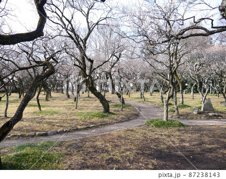 谷保天満宮の梅（梅の名所） 87238143