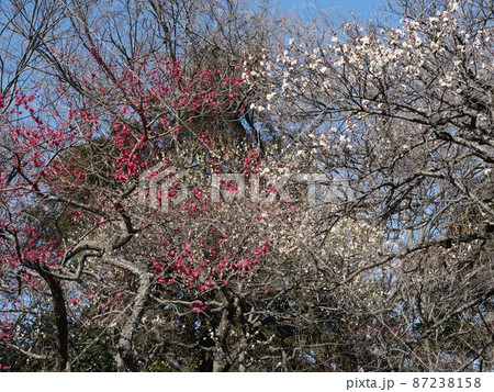 谷保天満宮の梅(梅の名所) 谷保天満宮の梅(梅の名所) 87238158