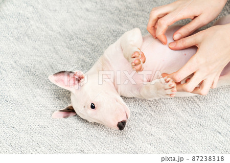 hands stroke tummy of mini bull terrier puppy lying on its back on gray blanket. 87238318