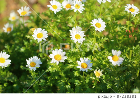 ノースポールの花 ノースポールの花 87238381