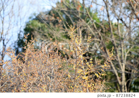 ロウバイの花 87238824
