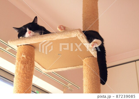 キャットタワーの上でリラックスする猫 キャットタワーの上でリラックスする猫 87239085