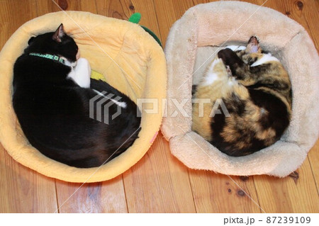お昼寝する同居猫 お昼寝する同居猫 87239109