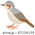 横を向く一羽のヒヨドリ 87239139