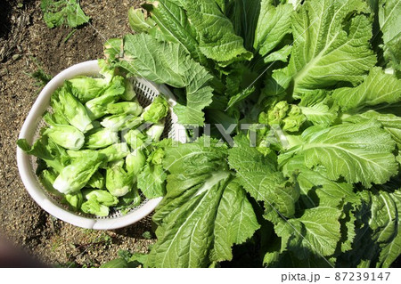 シュクライ 四川児菜 子持ち高菜の収穫 春 シュクライ 四川児菜 子持ち高菜の収穫 春 87239147