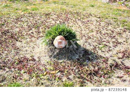 この庭に住まい長年も立つと床が上がってきている この庭に住まい長年も立つと床が上がってきている 87239148