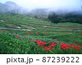棚田 87239222