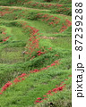 棚田 87239288