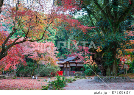 京都　上賀茂神社　睦の木（むつみのき）と紅葉 87239337