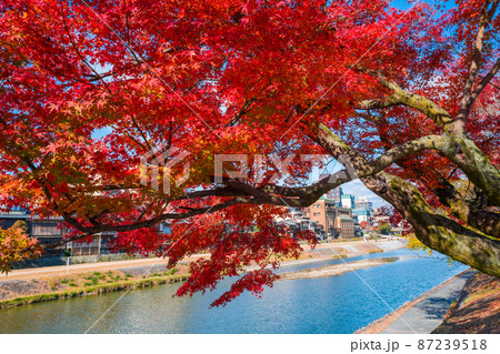 京都　鴨川の紅葉 87239518