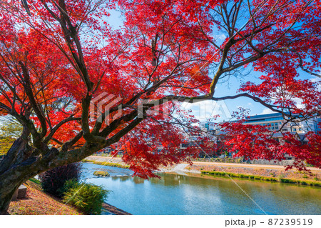 京都 鴨川の紅葉 京都 鴨川の紅葉 87239519