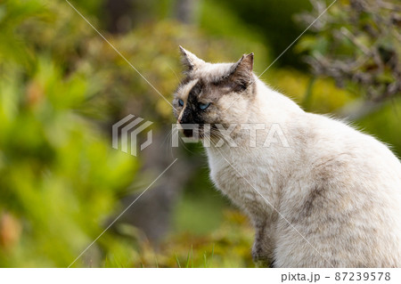 EOSRP.広島尾道、猫とボケみ。 EOSRP.広島尾道、猫とボケみ。 87239578