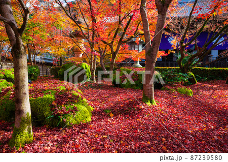 京都　晩秋の永観堂　散紅葉　 87239580