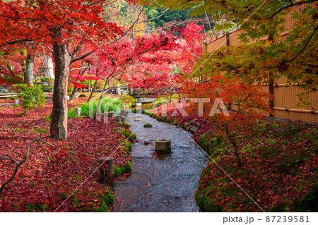 京都　晩秋の永観堂　散紅葉　 87239581