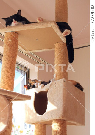 リラックスする同居猫 リラックスする同居猫 87239582