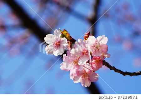 カワヅザクラ　Kawazu-zakura   cherry blossoms 87239971
