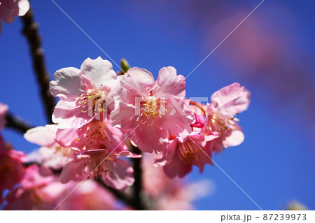 カワヅザクラ Kawazu-zakura cherry blossoms カワヅザクラ Kawazu-zakura cherry blossoms 87239973