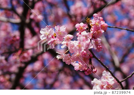 カワヅザクラ　Kawazu-zakura   cherry blossoms 87239974