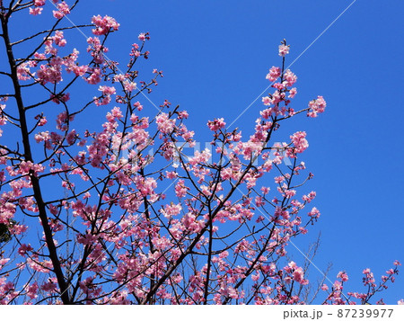 カワヅザクラ　Kawazu-zakura   cherry blossoms 87239977