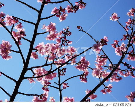 カワヅザクラ Kawazu-zakura cherry blossoms カワヅザクラ Kawazu-zakura cherry blossoms 87239978