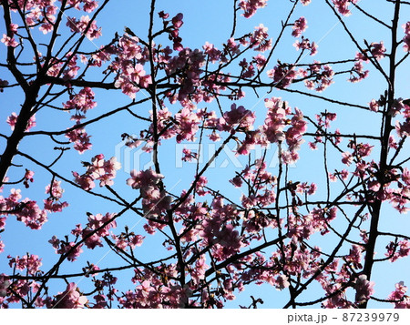 カワヅザクラ　Kawazu-zakura   cherry blossoms 87239979