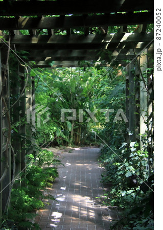 グラスハウス(温室)内の通路 【千葉県野田市清水公園花ファンタジアにて】 グラスハウス(温室)内の通路 【千葉県野田市清水公園花ファンタジアにて】 87240052