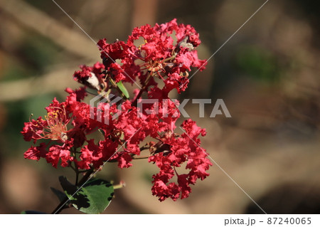 赤い花　【千葉県野田市清水公園にて】 87240065
