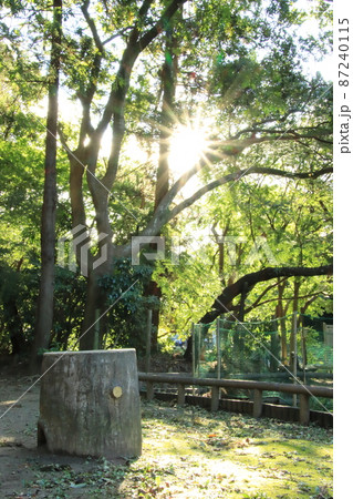 森林公園　【千葉県習志野市藤崎森林公園にて】 87240115