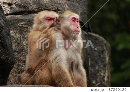 蚤取りをする猿 【千葉県千葉市千葉市動物公園にて】 蚤取りをする猿 【千葉県千葉市千葉市動物公園にて】 87240125