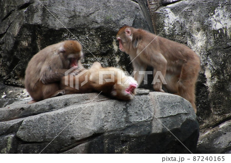 蚤取りをする猿 【千葉県千葉市千葉市動物公園にて】 蚤取りをする猿 【千葉県千葉市千葉市動物公園にて】 87240165
