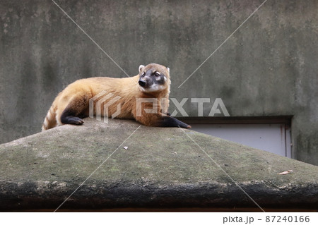 アカハナグマ 【千葉県千葉市千葉市動物公園にて】 アカハナグマ 【千葉県千葉市千葉市動物公園にて】 87240166