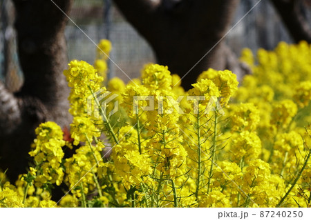 アブラナ Turnip rape アブラナ Turnip rape 87240250