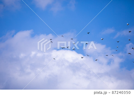 青空に飛ぶ立つ鳥 Birds flying into the blue sky 青空に飛ぶ立つ鳥 Birds flying into the blue sky 87240350