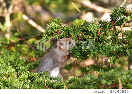 赤い実を取るエゾリス 87240636