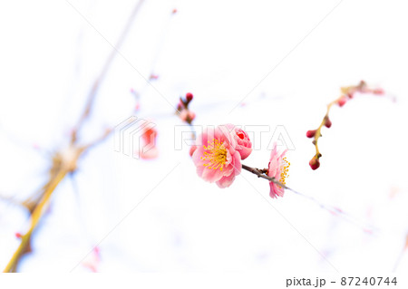 紅梅 87240744