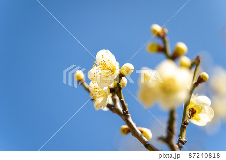 青空に映える一重白梅 青空に映える一重白梅 87240818