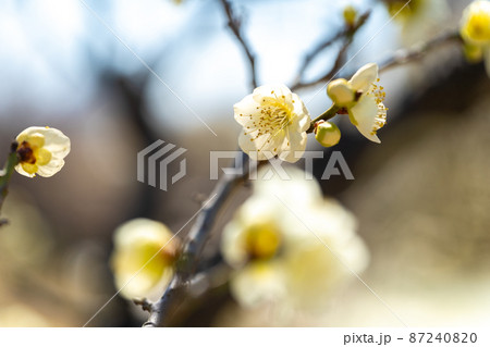 青空に映える一重白梅 青空に映える一重白梅 87240820