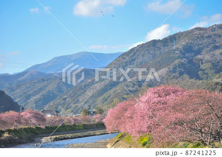 河津さくら祭で咲き誇る、河津桜と黄色の菜の花 河津さくら祭で咲き誇る、河津桜と黄色の菜の花 87241225