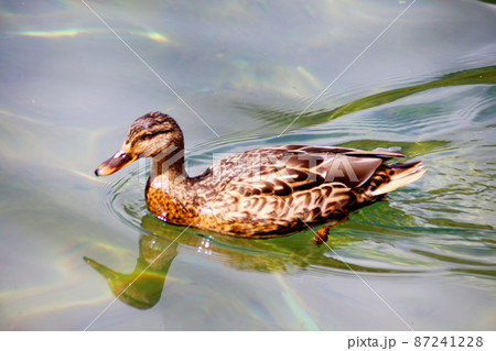 水辺のカモ 87241228
