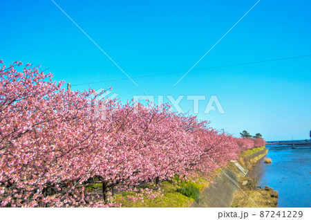 河津さくら祭で咲き誇る、河津桜と黄色の菜の花 河津さくら祭で咲き誇る、河津桜と黄色の菜の花 87241229