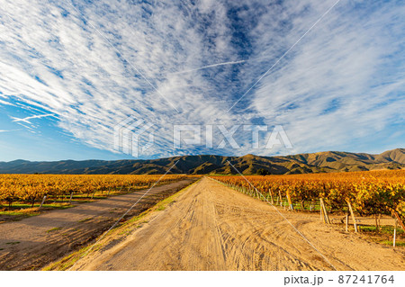 Sunny view of the vineyard landscape of Salinas Valley 87241764