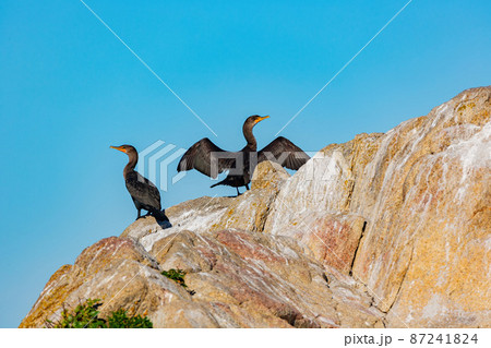 Close up shot of two Double-crested cormorant Close up shot of two Double-crested cormorant 87241824