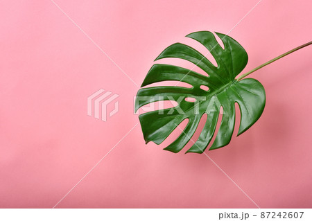 Artificial plant, Philodendron monstera leaf on pink background with copyspace Artificial plant, Philodendron monstera leaf on pink background with copyspace 87242607