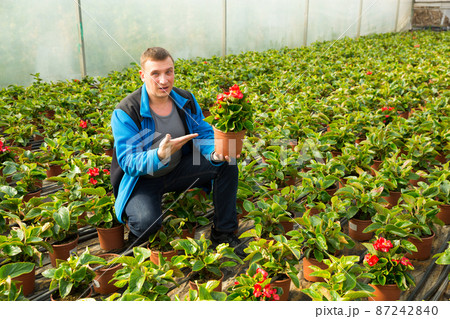 Florist examining begonia seedlings Florist examining begonia seedlings 87242840