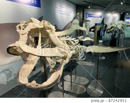 メガマウスザメの骨格標本 メガマウスザメの骨格標本 87242951