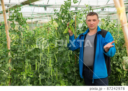 Farmer checking green peas Farmer checking green peas 87242978